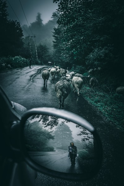 灰度羊道路白天的照片
